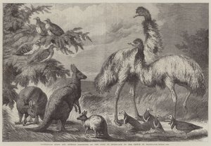 Australian linnut ja eläimet, jotka Edinburghin herttua esitteli Walesin prinssille